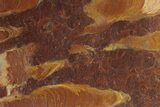 Polished Stromatolite (Jurusania) From Russia - Million Years #280769-1
